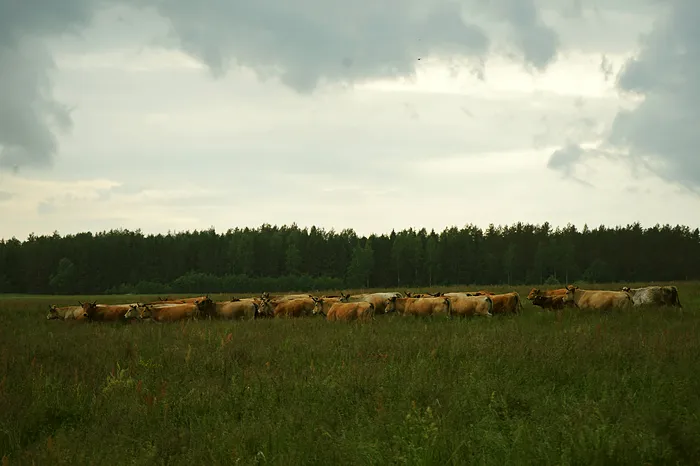 Cattle herd before the rain
