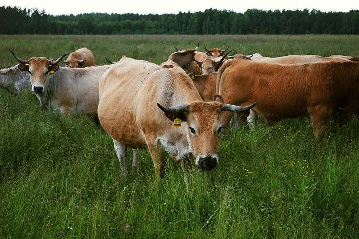 Cow on pasture